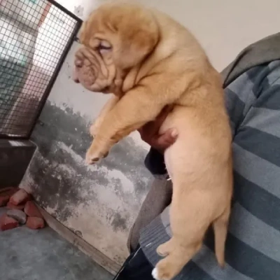 French Mastiff puppies for sale in Ajmer