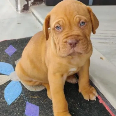 French Mastiff puppies for sale in Ajmer
