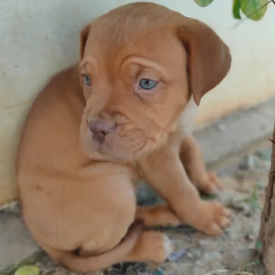 French Mastiff puppies for sale in Ajmer