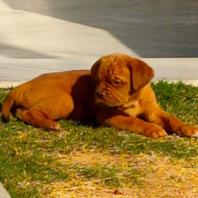 French Mastiff puppies for sale in Ajmer
