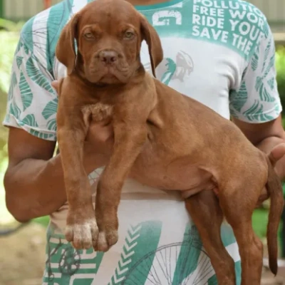 French Mastiff puppies for sale in Ajmer