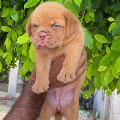 French Mastiff puppies for sale in Ajmer