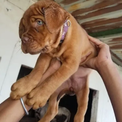 French Mastiff puppies for sale in Ajmer
