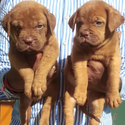 French Mastiff puppies for sale in Ajmer