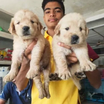 Golden Retriever puppies for sale in Jaipur