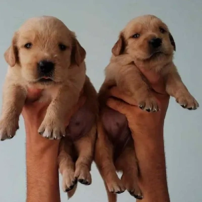 Golden Retriever puppies for sale in Ajmer