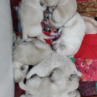 Golden Retriever puppies for sale in Jodhpur