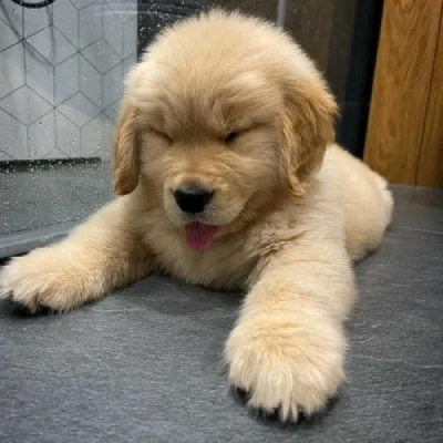 Golden Retriever puppies for sale in Jaipur