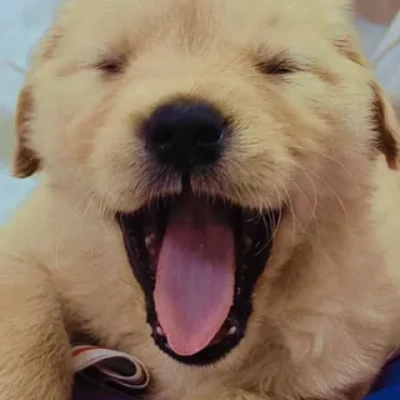 Golden Retriever puppies for sale in Jaipur