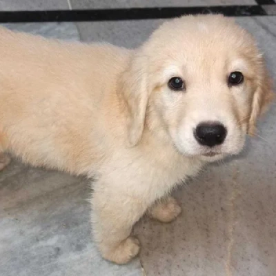 Golden Retriever puppies for sale in Kota