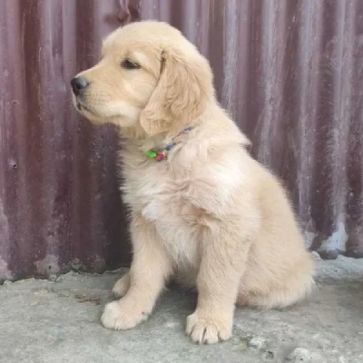 Golden Retriever puppies for sale in Kota