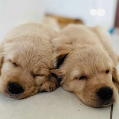 Golden Retriever puppies for sale in Jaipur