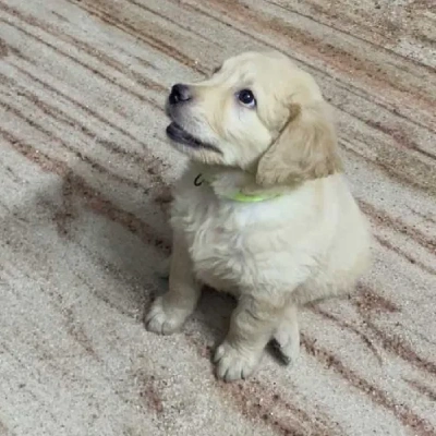 Golden Retriever puppies for sale in Udaipur
