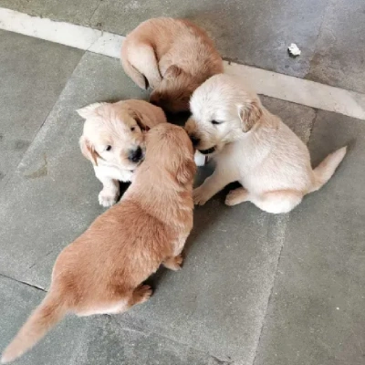 Golden Retriever puppies for sale in Kota