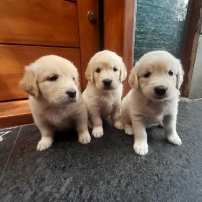 Golden Retriever puppies for sale in Bikaner