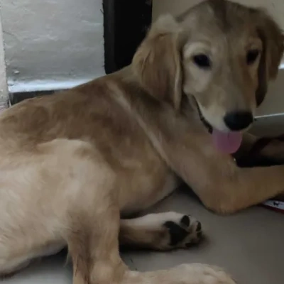 Golden Retriever puppies for sale in Jaipur