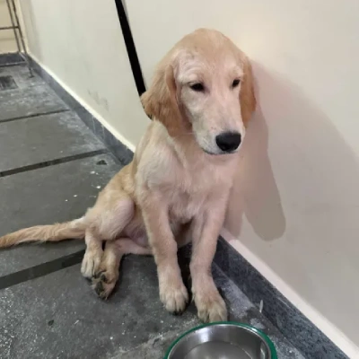 Golden Retriever puppies for sale in Kota