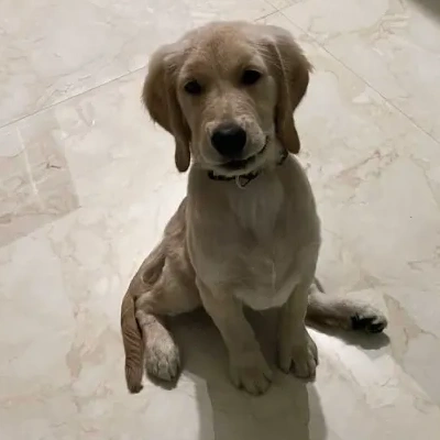 Golden Retriever puppies for sale in Visakhapatnam