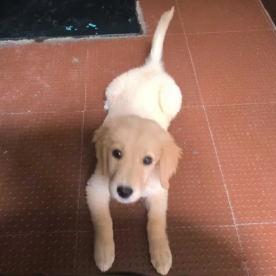 Golden Retriever puppies for sale in Jaipur