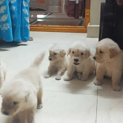 Golden Retriever puppies for sale in Jaipur