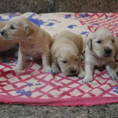 Golden Retriever puppies for sale in Jaipur