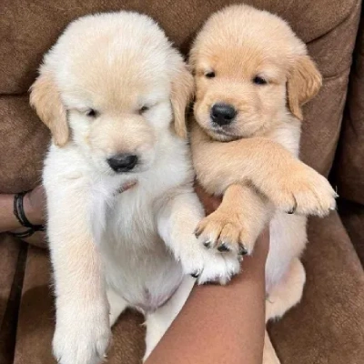 Golden Retriever puppies for sale in Jaipur