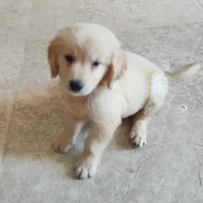 Golden Retriever puppies for sale in Gurgaon
