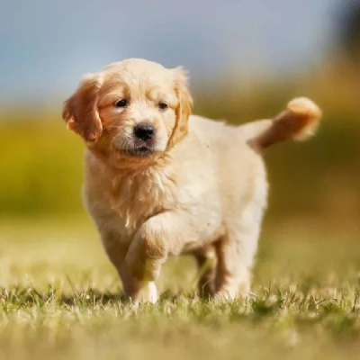 Golden Retriever puppies for sale in Jaipur