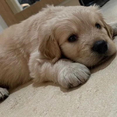 Golden Retriever puppies for sale in Jaipur