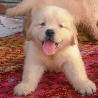 Golden Retriever puppies for sale in Jaipur