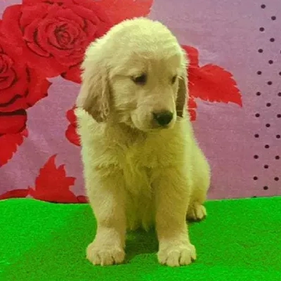 Golden Retriever puppies for sale in Ajmer
