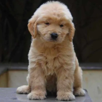 Golden Retriever puppies for sale in Bikaner