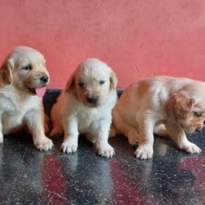 Golden Retriever puppies for sale in Jaipur