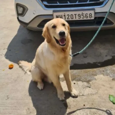 Golden Retriever puppies for sale in Jaipur