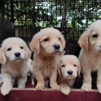 Golden Retriever puppies for sale in Ajmer