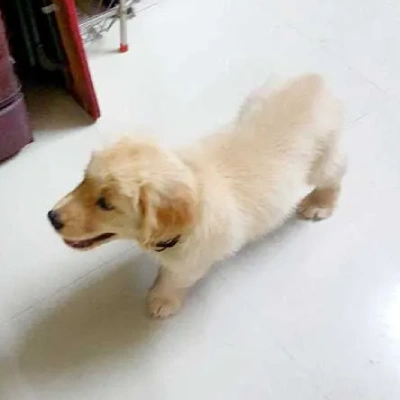 Golden Retriever puppies for sale in Ajmer