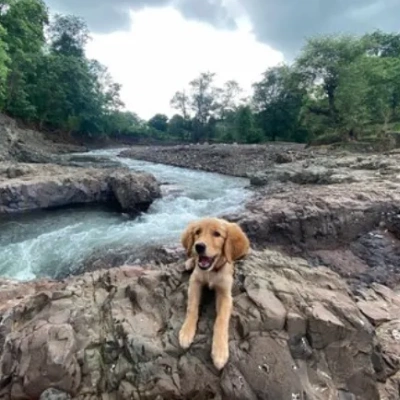 Golden Retriever puppies for sale in Jaipur