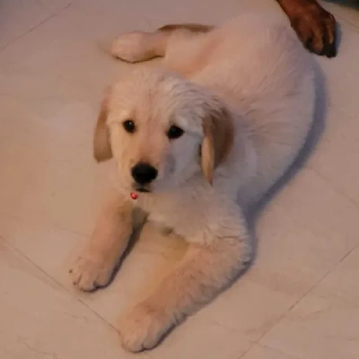 Golden Retriever puppies for sale in Jaipur