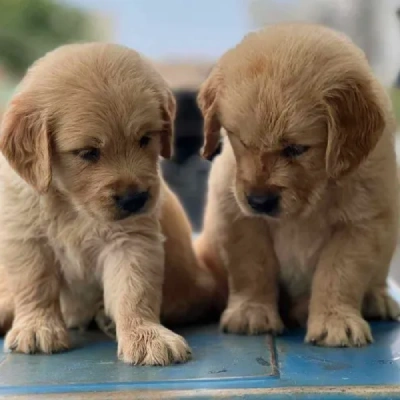 Golden Retriever puppies for sale in Bikaner