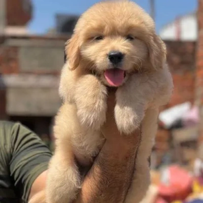Golden Retriever puppies for sale in Jaipur