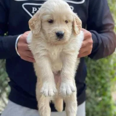 Golden Retriever puppies for sale in Jaipur