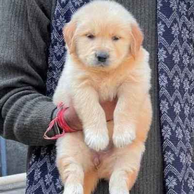Golden Retriever puppies for sale in Visakhapatnam