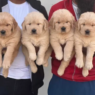 Golden Retriever puppies for sale in Jaipur