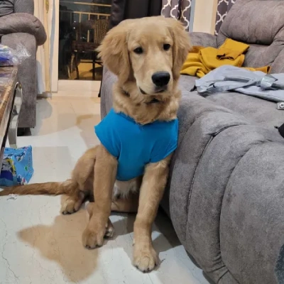Golden Retriever puppies for sale in Kota
