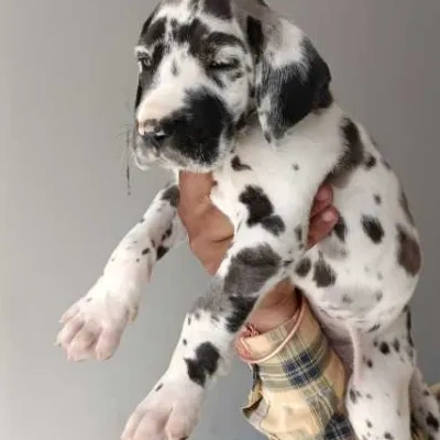 Great Dane puppies for sale in Ajmer