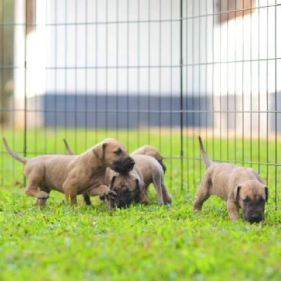 Great Dane puppies for sale in Ajmer
