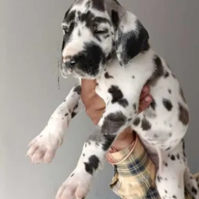 Great Dane puppies for sale in Ajmer