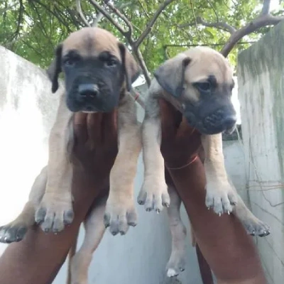 Great Dane puppies for sale in Ajmer