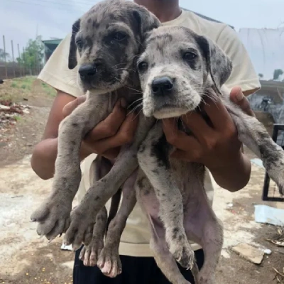 Great Dane puppies for sale in Ajmer