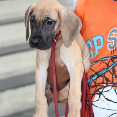 Great Dane puppies for sale in Ajmer